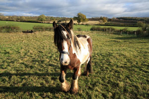 Photo of South Thornborough Farm